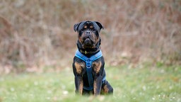 Hund mit schwarzem Fell und braunen Abzeichen auf einer Wiese 