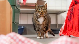 Getigerte Katze schaut direkt in die Kamera 