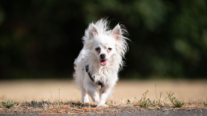 Kleiner Hund mit weißem, langem Fell auf einer Wiese 