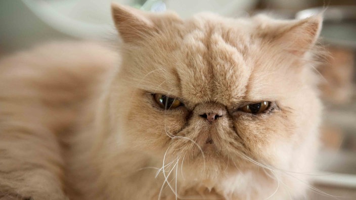 Katze mit beigefarbenem Fell guckt grimmig 