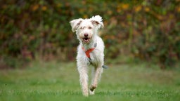 Ein großer weißer Hund mit zotteligem Fell läuft über eine Wiese