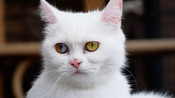 Weiße Katze in Nahaufnahme  