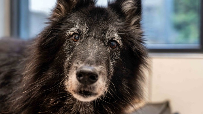 Hund mit schwarzem langem Fell in Nahaufnahme 