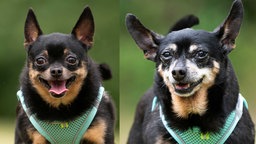 Eine Collage von zwei black and tan-farbenen Hündinnen 