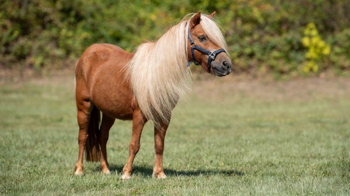 Ein Pferd mit fuchsfarbenem Fell und blonder Mähne auf einer Wiese 