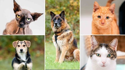 Eine Collage aus zwei Hunden und drei Katzen 