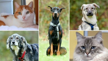 Eine Collage aus zwei Katzen und drei Hunden 