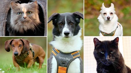 Eine Collage aus zwei Katzen und drei Hunden 