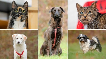 Eine Collage aus zwei Katzen und drei Hunden 