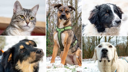 Eine Collage aus Hunden und Katzen 