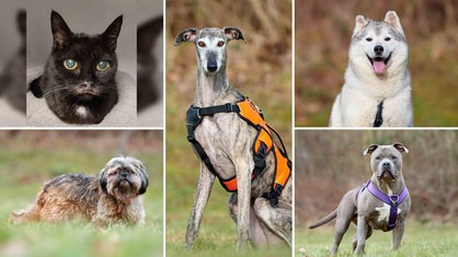 Eine Collage aus einer Katze und vier Hunden 