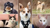 Eine Collage mit drei Hunden und zwei Katzen 