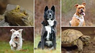 Eine Collage aus drei Hunden, einer Schildkröte und einer Bartagame 