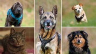 Eine Collage mit Bildern einer Katze und vier Hunden 
