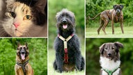 Eine Collage aus einer Katze und vier Hunden 