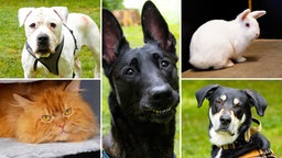 Eine Collage aus drei Hunden, einem Kater und einem Zwergkaninchen