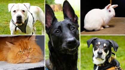 Eine Collage aus drei Hunden, einem Kater und einem Zwergkaninchen