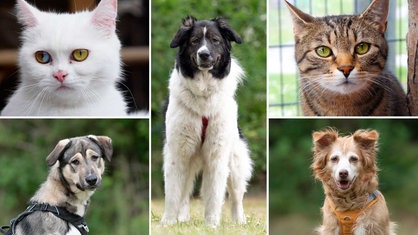 Eine Collage aus zwei Katzen und drei Hunden 