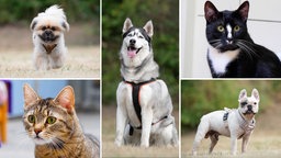 Eine Collage aus drei Hunden und zwei Katzen 