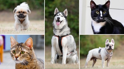 Eine Collage aus drei Hunden und zwei Katzen 