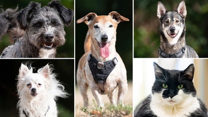 Eine Collage aus vier Hunden und einer Katze 