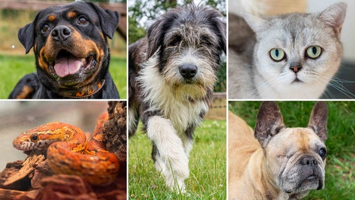 Eine Collage aus Hunden, einer Katze und einer Schlange 