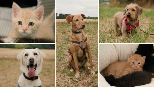 Eine Collage aus drei Hunden und zwei Katzen 