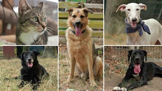 Eine Collage aus vier Hunden und einer Katze 