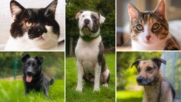 Das Bild zeigt eine Collage aus drei Hunden und zwei Katzen 