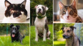 Das Bild zeigt eine Collage aus drei Hunden und zwei Katzen 