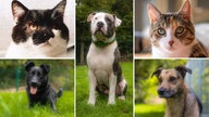 Das Bild zeigt eine Collage aus drei Hunden und zwei Katzen 