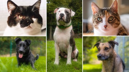 Das Bild zeigt eine Collage aus drei Hunden und zwei Katzen 