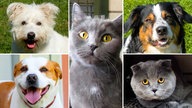 Die Collage zeigt drei Hunde und zwei Katzen 