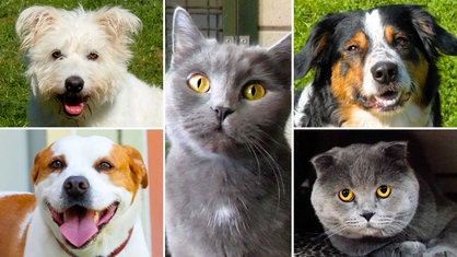 Die Collage zeigt drei Hunde und zwei Katzen 