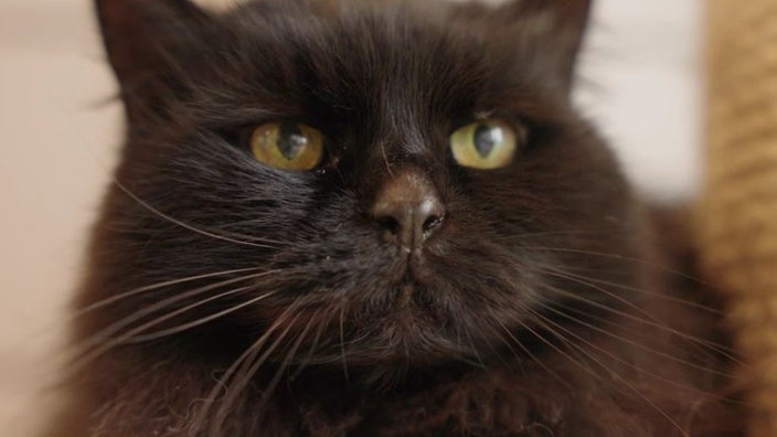 Katze mit schwarzem Fell in Nahaufnahme 