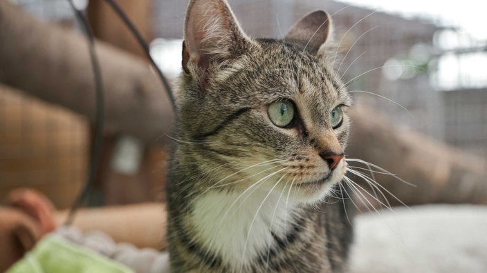 Katze mit getigertem Fell in Nahaufnahme 