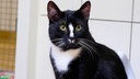Kater mit schwarz-weißem Fell in Nahaufnahme 