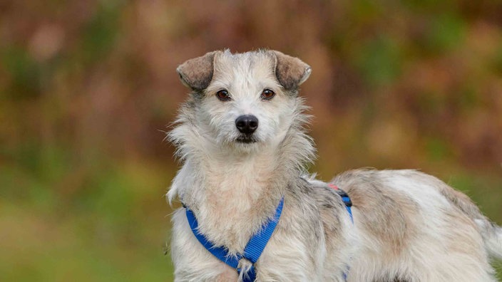Hund mit weiß-braunem Fell und Schlappohren in Nahaufnahme 
