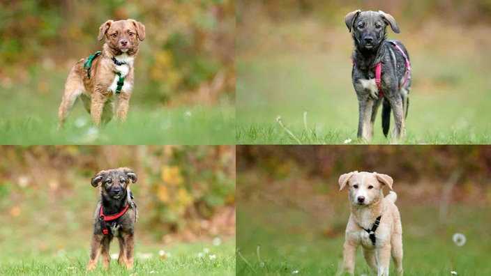 Eine Collage aus einem braunen, einem schwarzen, einem braunen und einem beigefarbenen Hund 