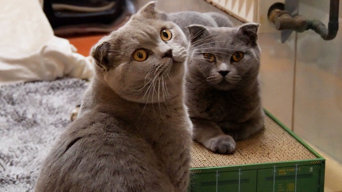 Zwei graue Katzen in Nahaufnahme 