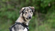 Hund mit grau-braun-weißem Fell in Nahaufnahme  