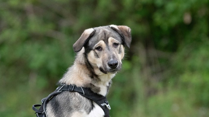 Hund mit grau-braun-weißem Fell in Nahaufnahme  