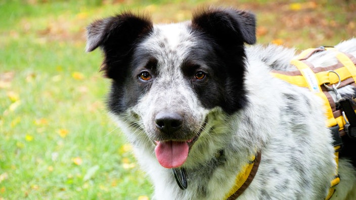 Nahaufnahme eines schwarz-weißen Hundes, der hechelt
