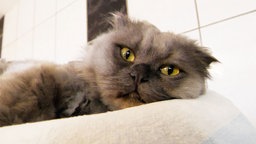 Das Bild zeigt einen liegenden Kater mit blauem, wuscheligem Fell 