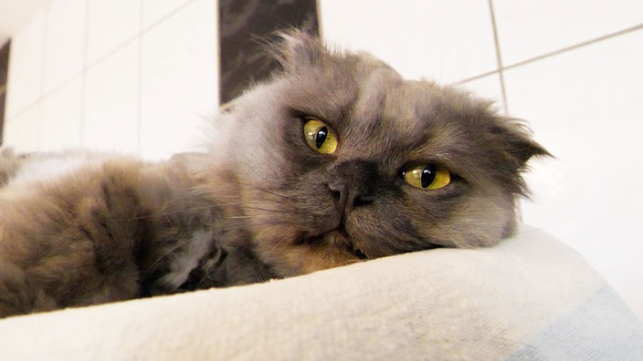 Das Bild zeigt einen liegenden Kater mit blauem, wuscheligem Fell 