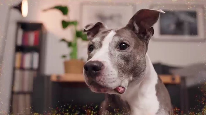 Ein grau-weißer Hund in Nahaufnahme 