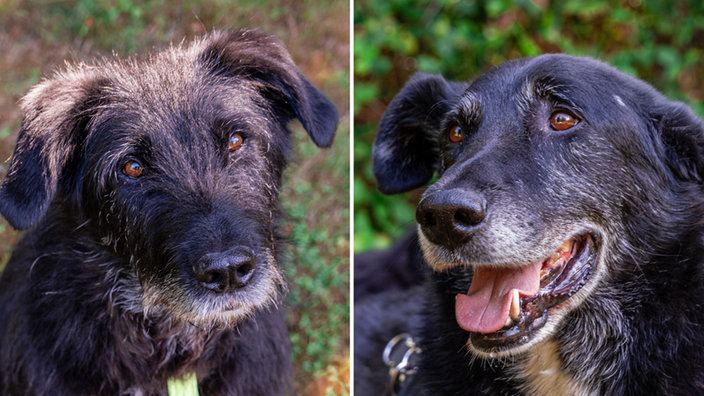 Collage aus den Fotos eines struppigen braunen großen Hundes und eines schwarzen großen Hundes in Nahaufnahme