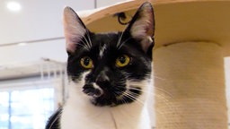 Schwarz-weiße Katze im Katzenzimmer in Nahaufnahme