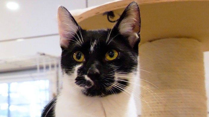 Schwarz-weiße Katze im Katzenzimmer in Nahaufnahme