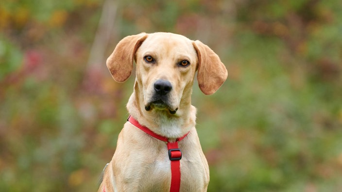 Nahaufnahme eines blonden Hundes